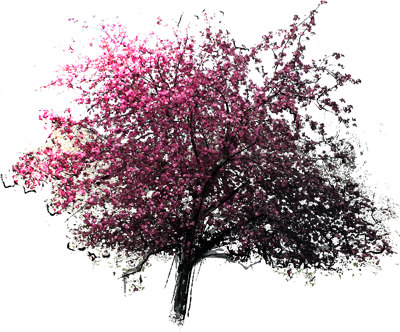 Eleyi Crabapple